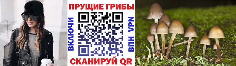 Купить закладки  Кубинка  Галлюциногенные грибы Psilocybine cubensis 